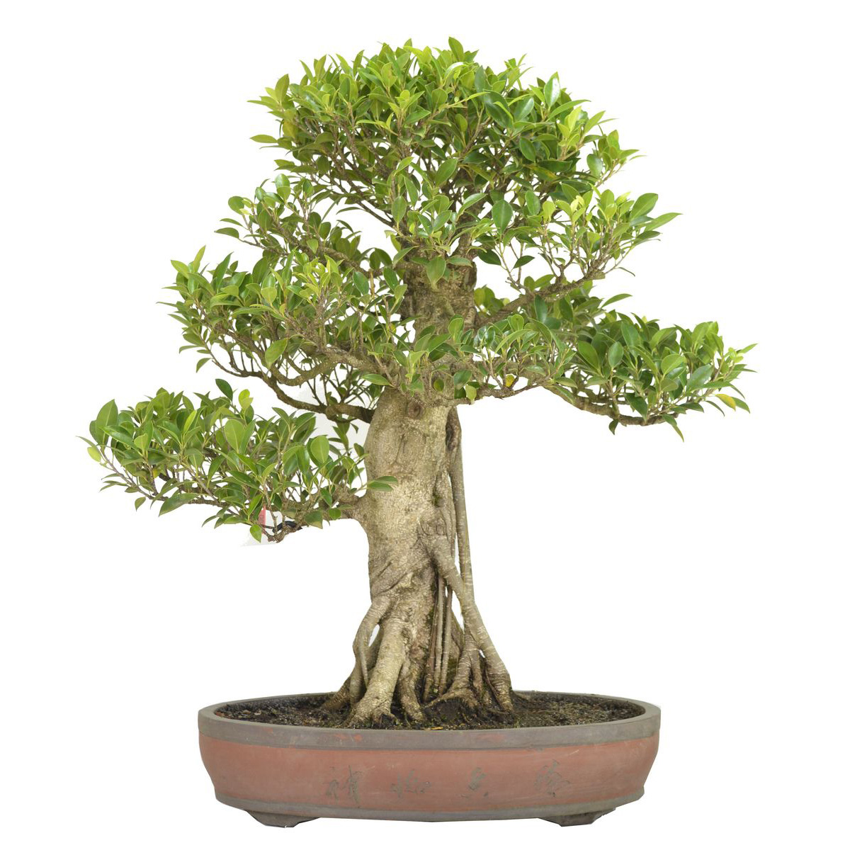 Ficus retusa 50828 Bonsai  do Campo