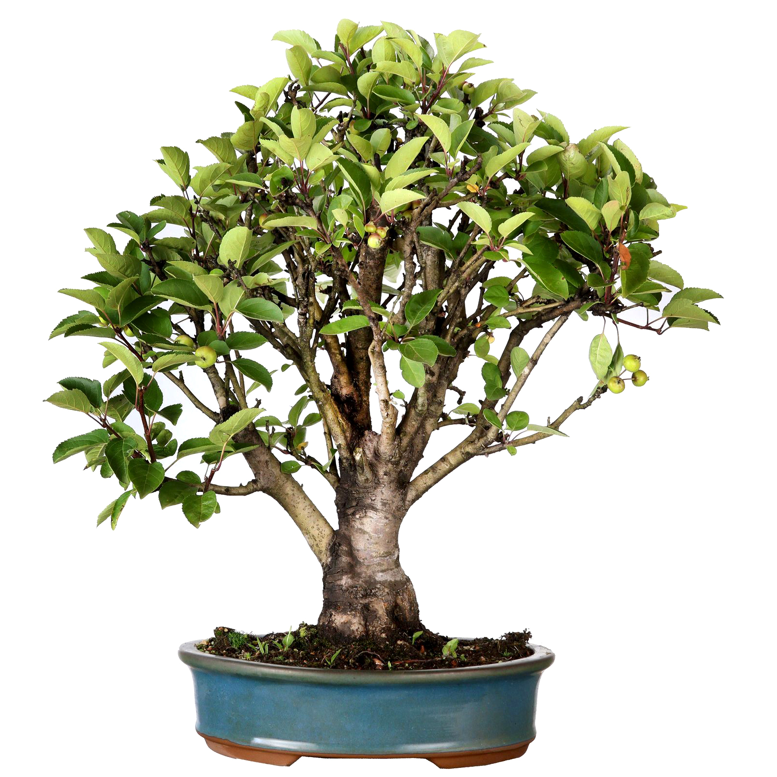 Macieira anã 53471