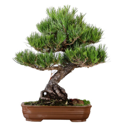 53444 Pinheiro negro 53444 – Bonsai do Campo