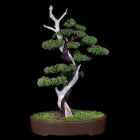 Juniperus Shimpaku