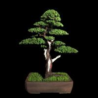 Juniperus Shimpaku